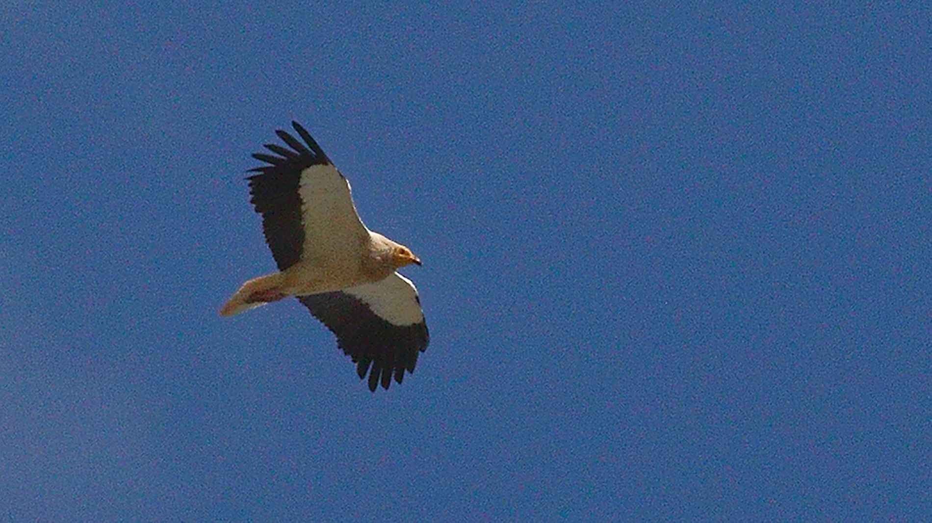Egyptian Vulture